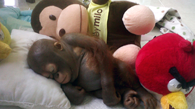 On The Mend: Baby Orangutan Makes Incredible Recovery