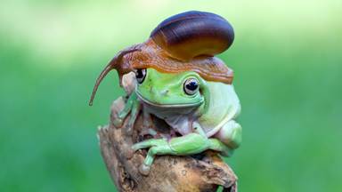 Snail Rider: Mollusc Hitches a Ride on Frog's Head