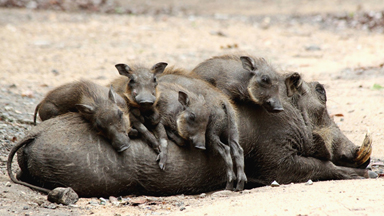 Let Sleeping Hogs Lie: Adorable Baby Warthogs Nap On Mother