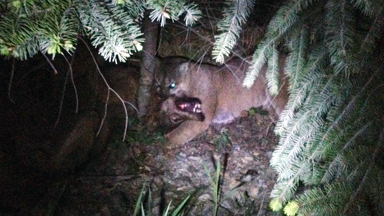 Wolf Vs Cougar