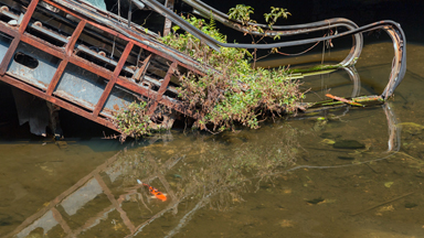Bangkok’s Flooded Shopping Centre Filled With Fish