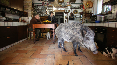Piggy in the Middle: Living With A Huge Boar