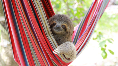 Baby Sloths Hang Out In Hammocks