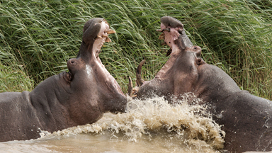 Angry Angry Hippos: Fighting Males Show Their Teeth