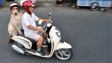 Ruff Riders: Pet Pooches Trained To Ride Pillion On Back Of Motorbike
