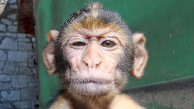 Monkey Business: Meet Gibraltar's Cheeky Macaques