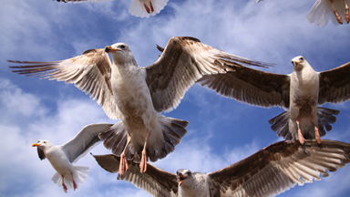 Flight Club: Seagulls Swoop Down For Food In Incredible Close-Up Shots