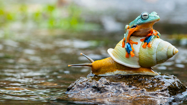 Snail Trail: Flying Frog Hitches A Ride