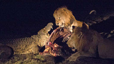 Crocodile And Lions Clash Over Buffalo Carcass