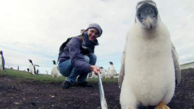 Say cheese: Baby Penguin Poses for Selfie