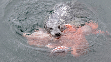 Anyone For Sushi? Seal Snares Octopus Supper