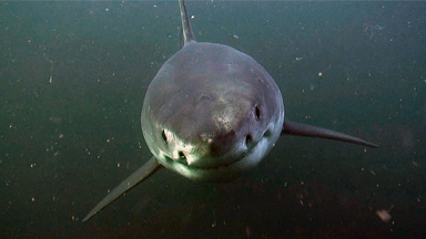 Taking the bait - Great White, Seal and Dolphins chase remote camera