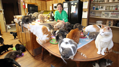 Ultimate Cat Lady: Woman Shares Her Home With 1,100 Rescue Felines