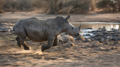 Get Off My Land! Young Rhinos chased From Watering Hole