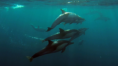 Drone captures pod of dolphins swimming alongside boat