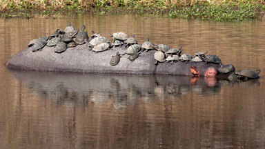 Terrapins Hitch A Ride On The Back Of A Hippo