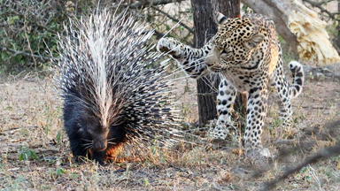 He's Feeling Spiky! Leopard Tries To Eat Porcupine