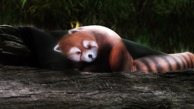 Body Paint Artist Transforms Humans Into Realistic Animals