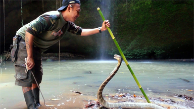 World's Most Dangerous Job? Snake Catchers Rescue Deadly Species