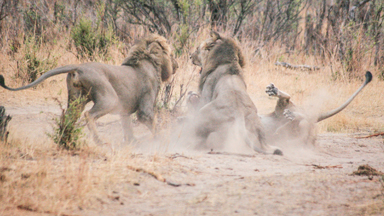 Lion Love Triangle Brawl In Hwange National Park
