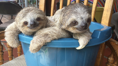 Cute Baby Sloths Learn To Climb