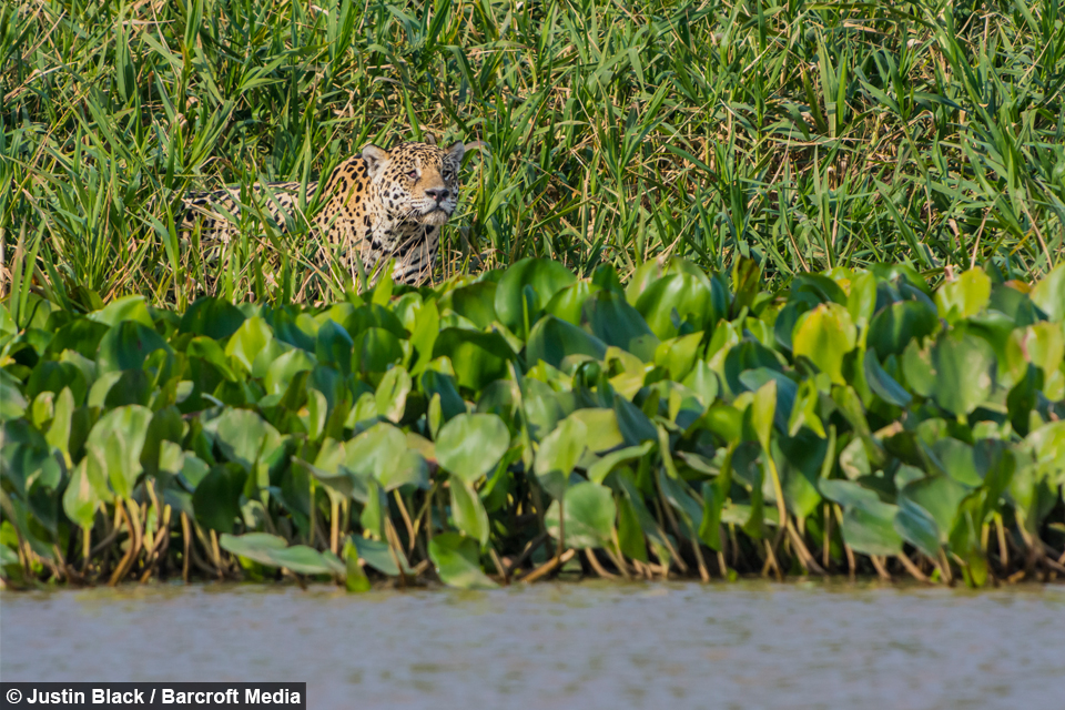 Jaguar Ambushes Croc
