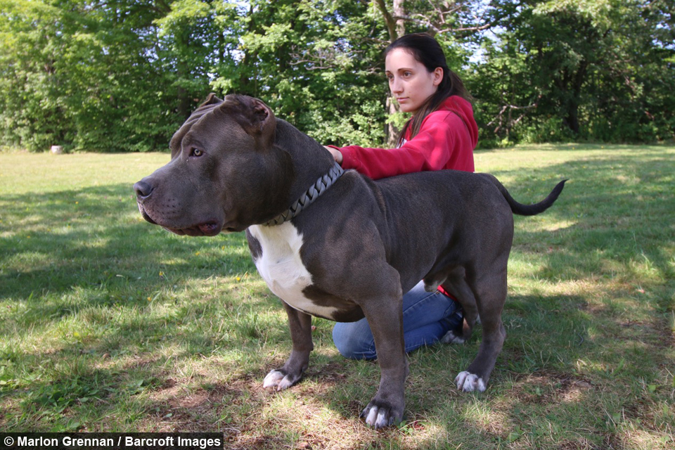 top 3 biggest pitbulls in the world