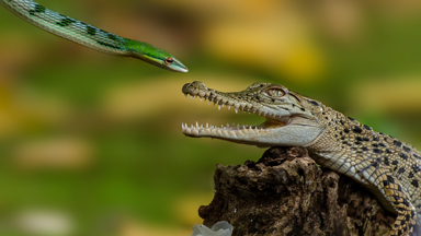 Twist and Pout: Snake Pulls Zoolander-Style Photobomb