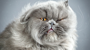 Shaken Not Purred! Adorable Cats Captured Mid Motion