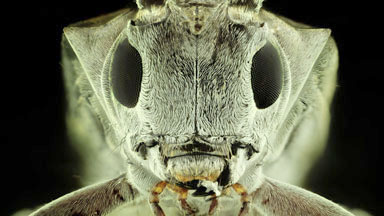 Super Macro Insects Up close and in stunning detail