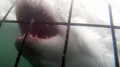 Diver's Great Fright When Great White Collides With Cage
