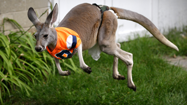 Hop To It! Kangaroo Jimmy Comforts Owner Through Cancer Treatment