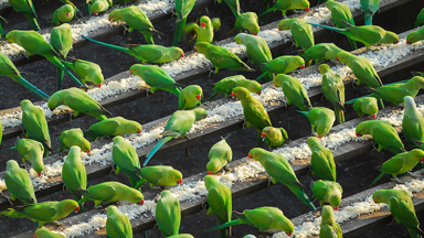 'Birdman' Of Chennai feeds up to 4,000 birds a day