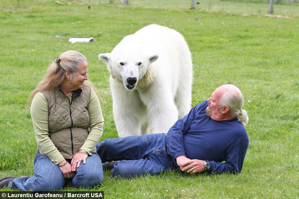 Man Swims With Polar Bear