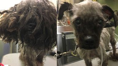 Makeovers For New York’s Stray Dogs