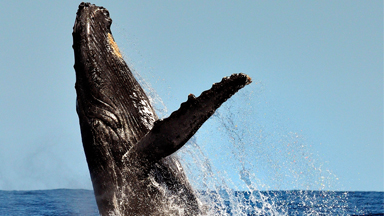 Jumping for Joy! Migrating Humpback Whales Breach In Indian Ocean