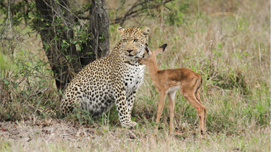 The Hunter and The Hunted: Leopard 'Befriends' Baby Impala