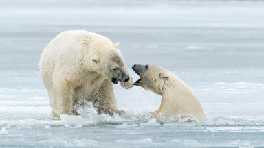 Breaking The Ice: Playful Polar Bears Clash In The Arctic