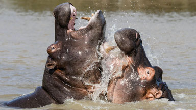 Happy Happy Hippos: Young Animals Make A Splash