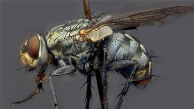 Macroscopic Creepy Crawlies