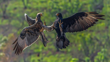 Fight In Flight: Black Eagle Couple Aggressively Drive Their Offspring Away