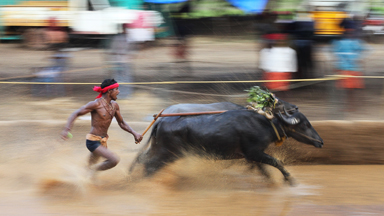Raging bulls: Farmers compete in traditional bull races