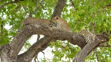 LEOPARD LEAP! Hanging Out With The Big Cats