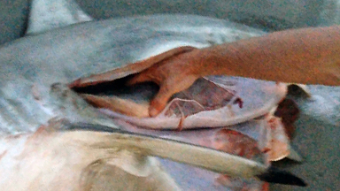 Sea-Section: Incredible Shark Birth Caught on Camera
