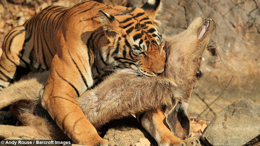 Amazon Nature S Eats Amazon Nature S Eats