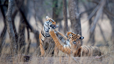 Enough is Enough: Annoyed Mother Tiger Gives Her Cub A Scolding