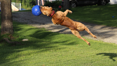 ‘Super’ Pit Bull: Training the Ultimate Protection Dog