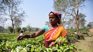 The Hardworking Female Tea-Pickers Of Assam