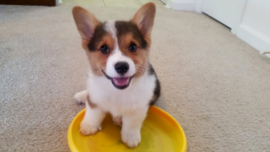 Cute Corgi Escape: Puppy Breaks Down 'Dog-proof' Gate
