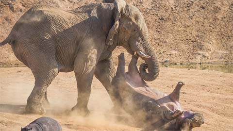 Flippo: hippo flipped into the air by elephant